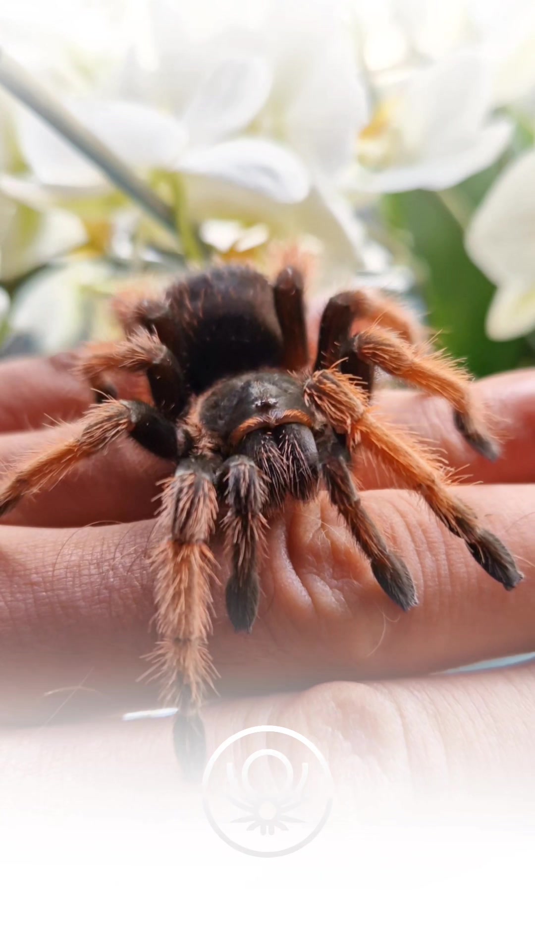@brachypelma.de