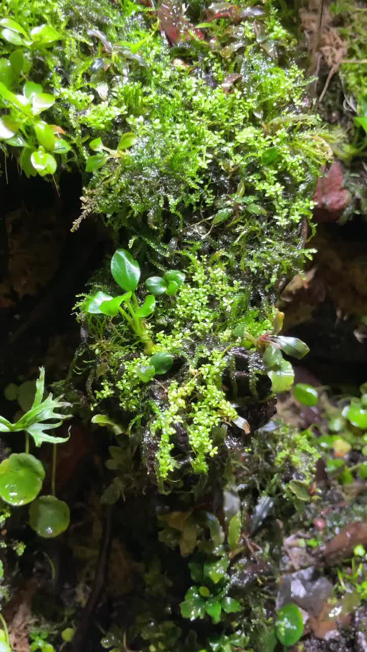@X_vision_aquascape