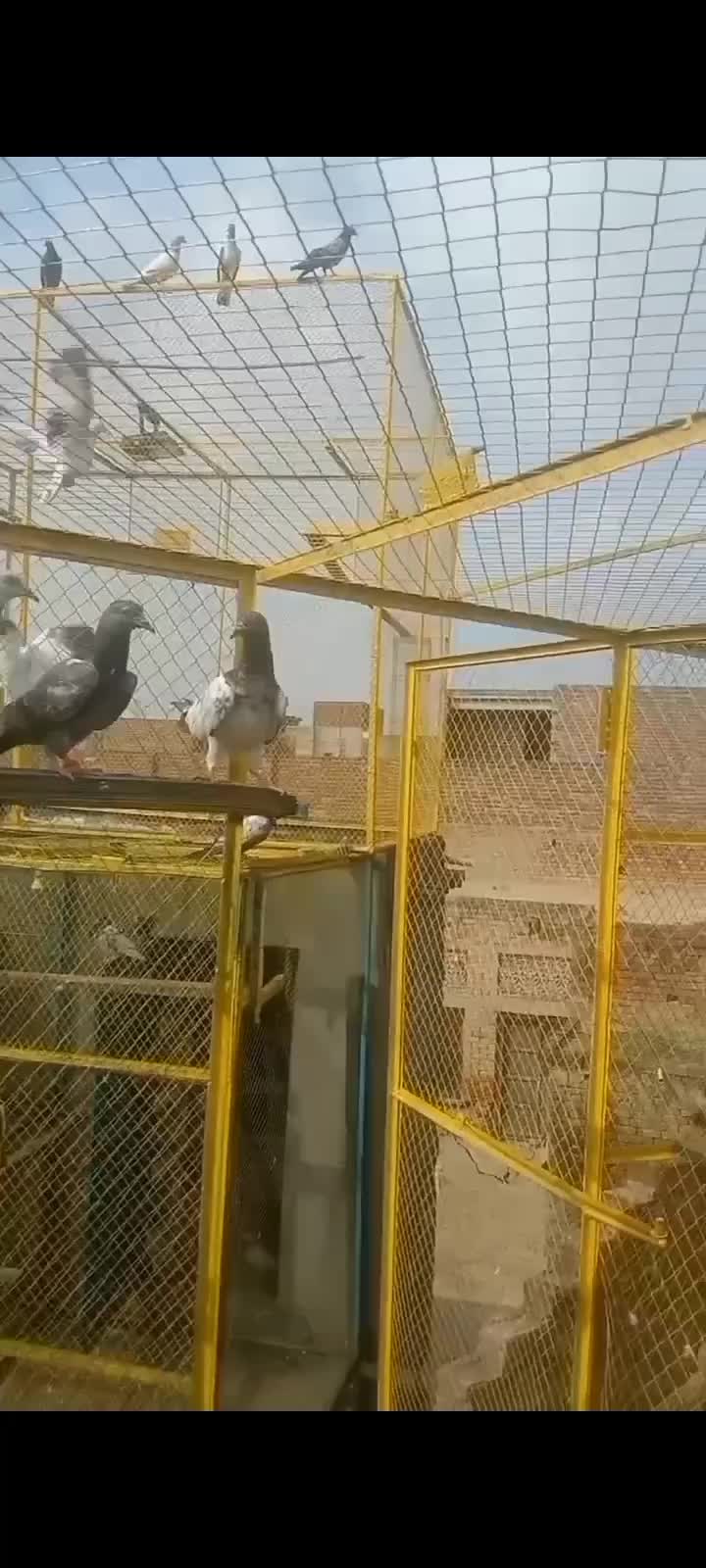 @Rana. prince. 00235h00ranaharo