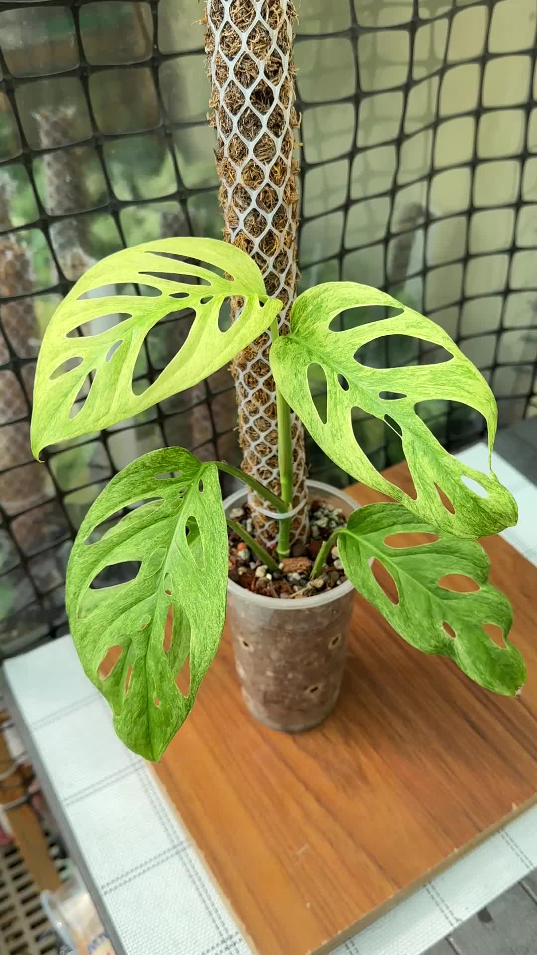 @A piece of green
