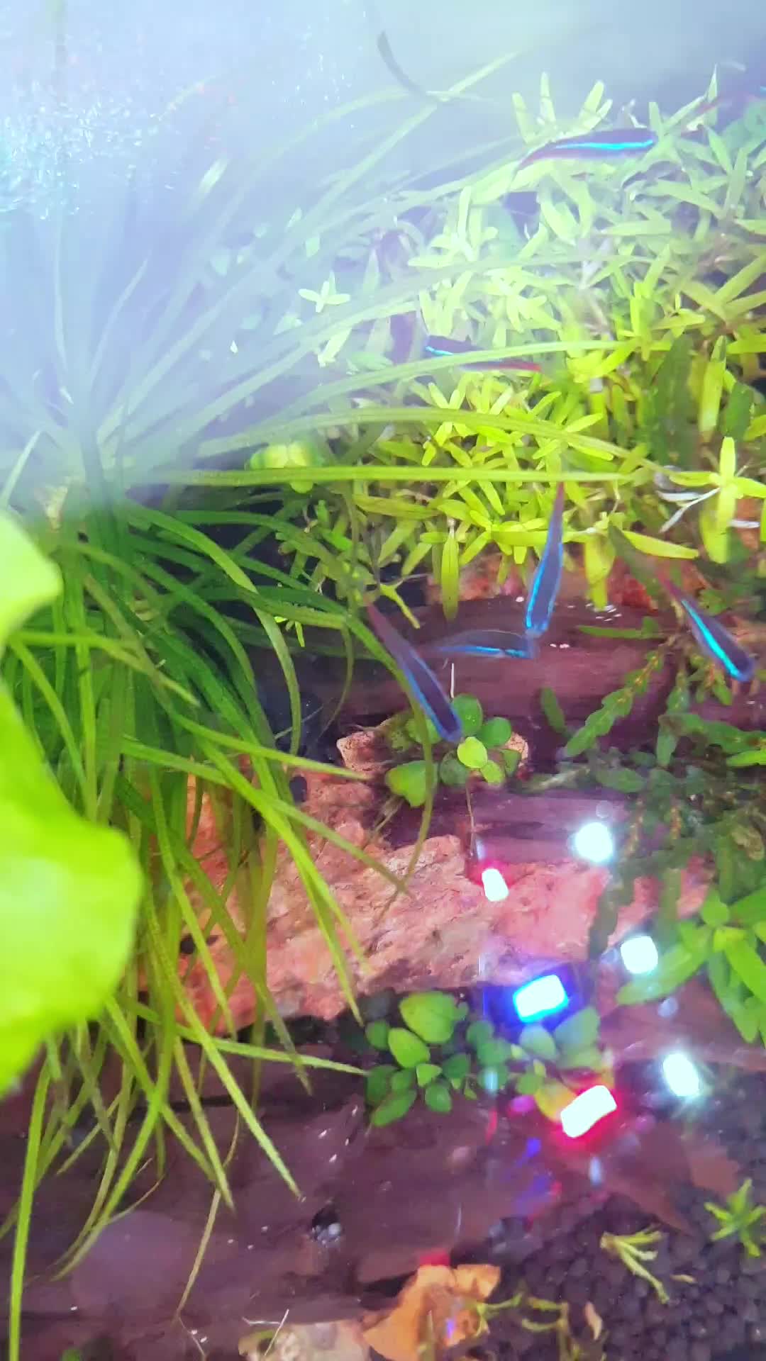 @Ace Aquascape