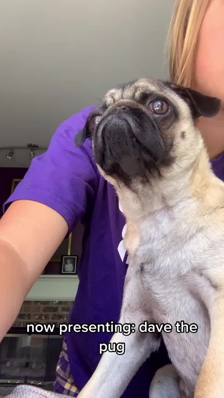 @The real Dave the pug🐶