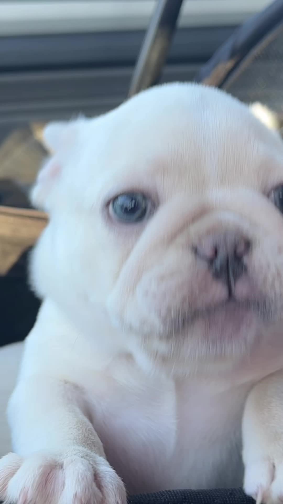 @Southern-Frenchies-And-Sons