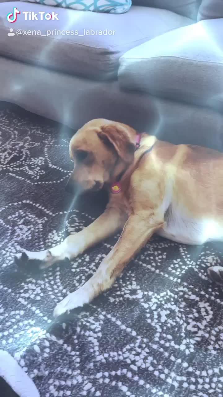 @Xena the dog