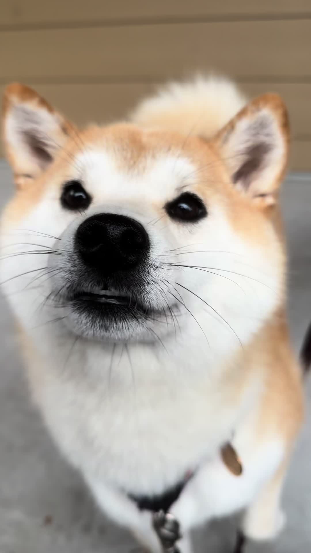 @Mochi