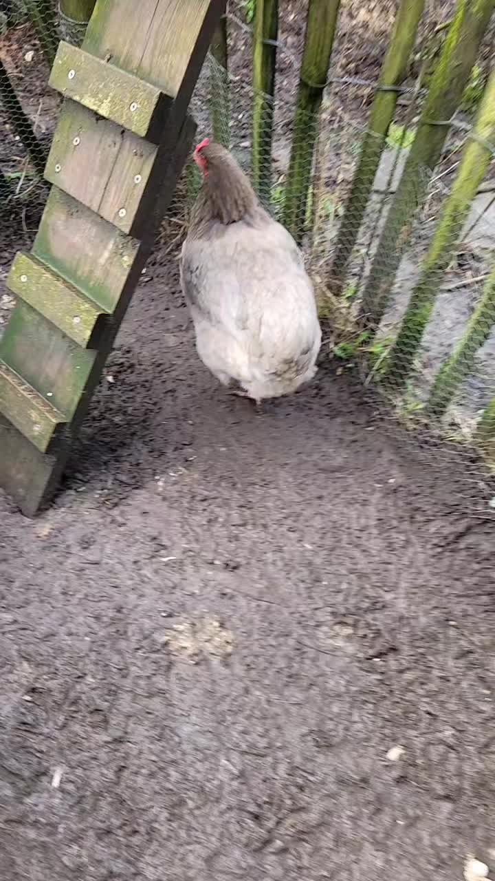@der hühnermeister 🐓
