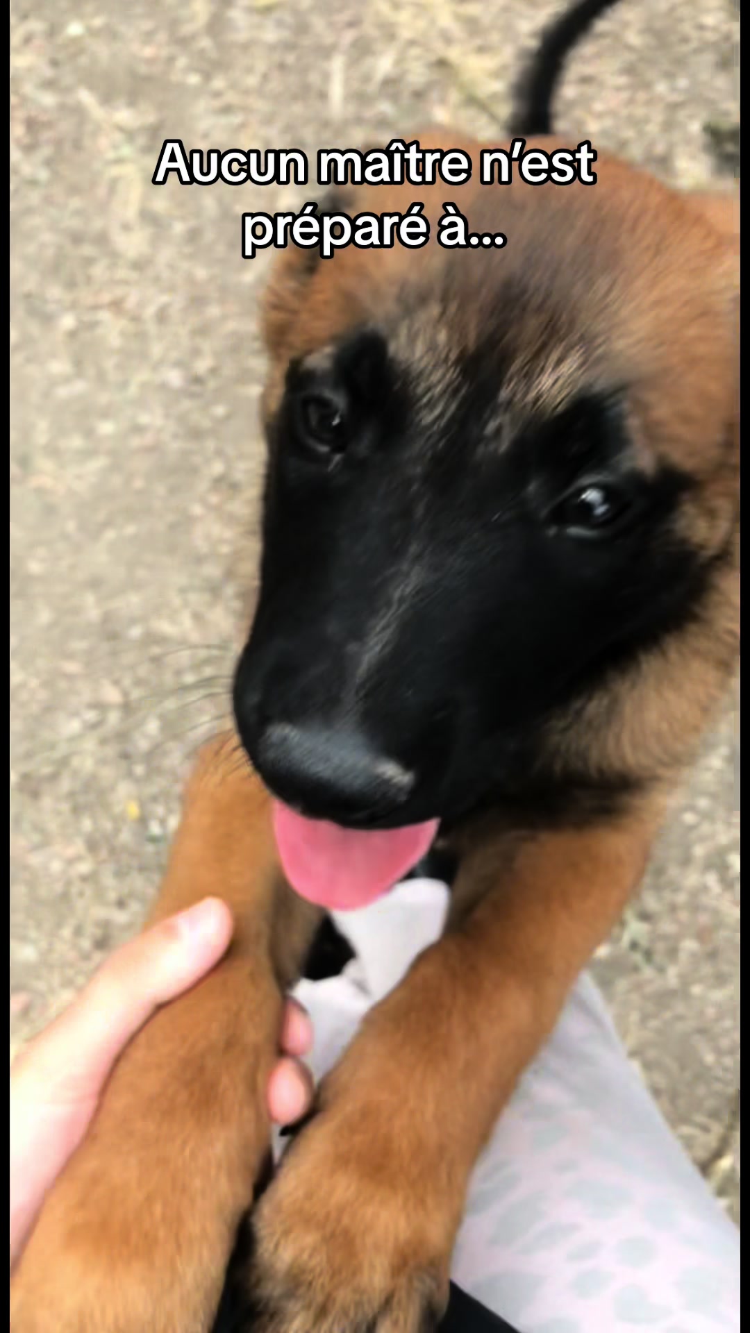 @Rios le malinois 🐕