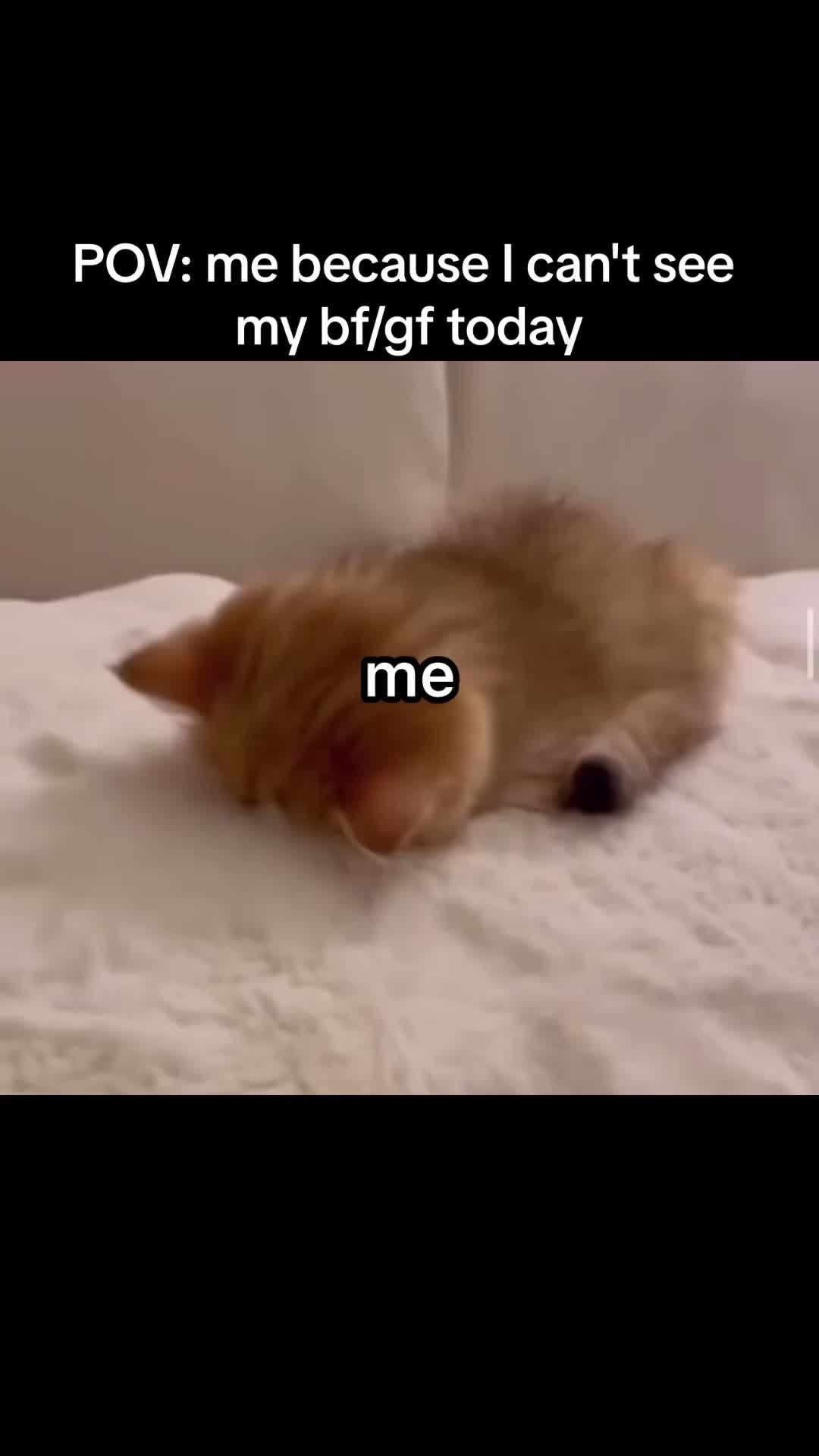 @Cat Memes
