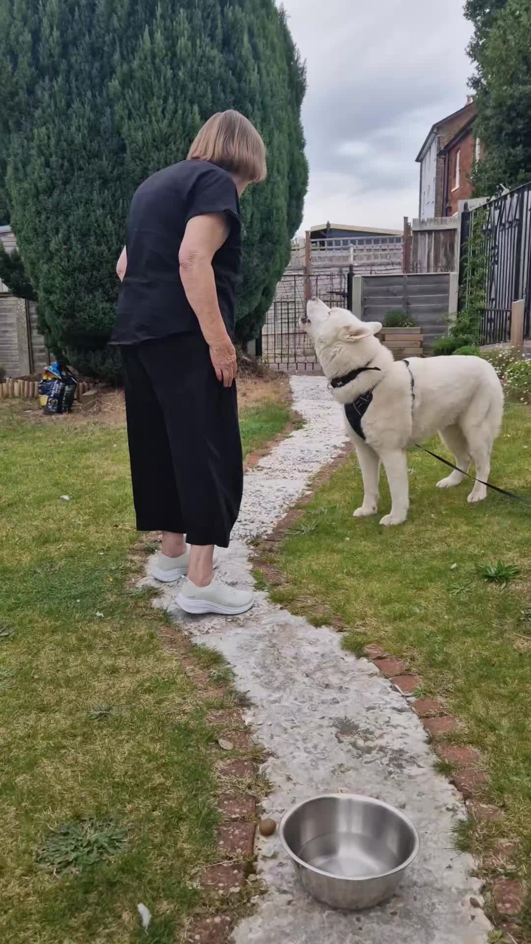 @Hedgewitch & Wolf