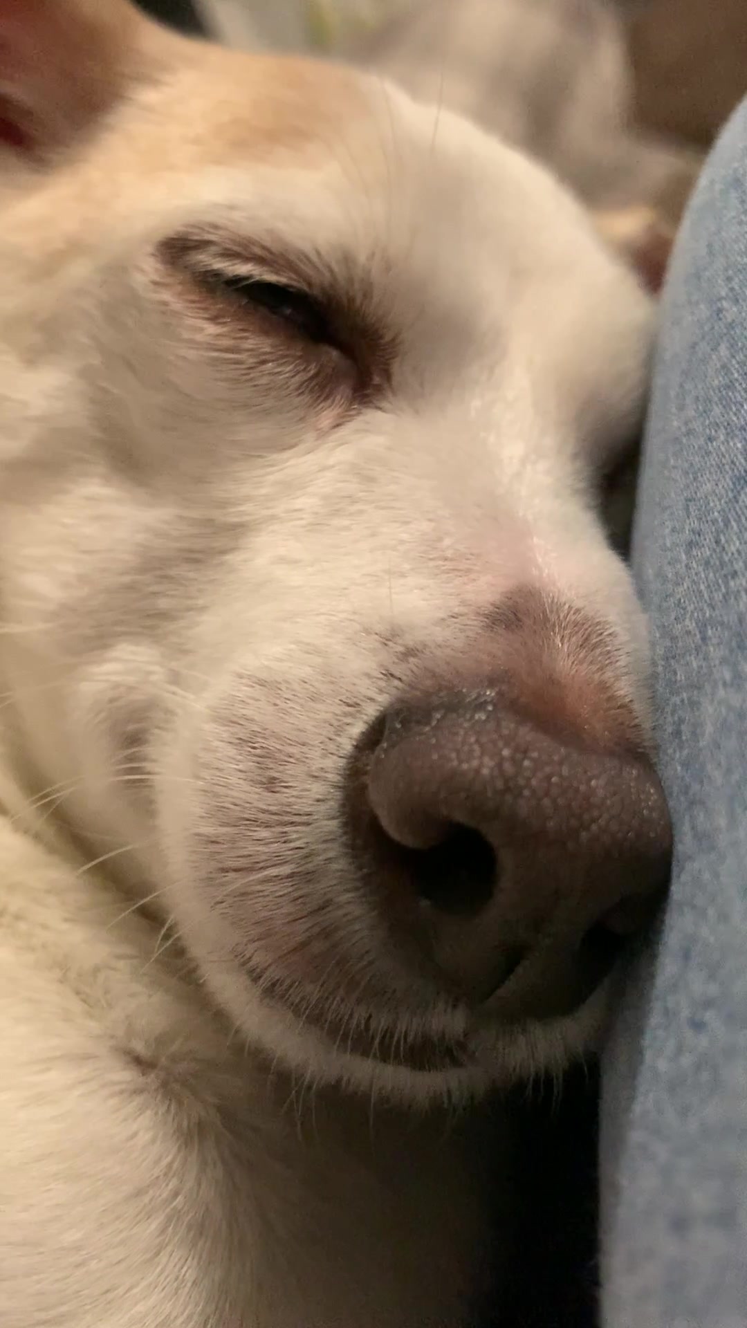 @Nala