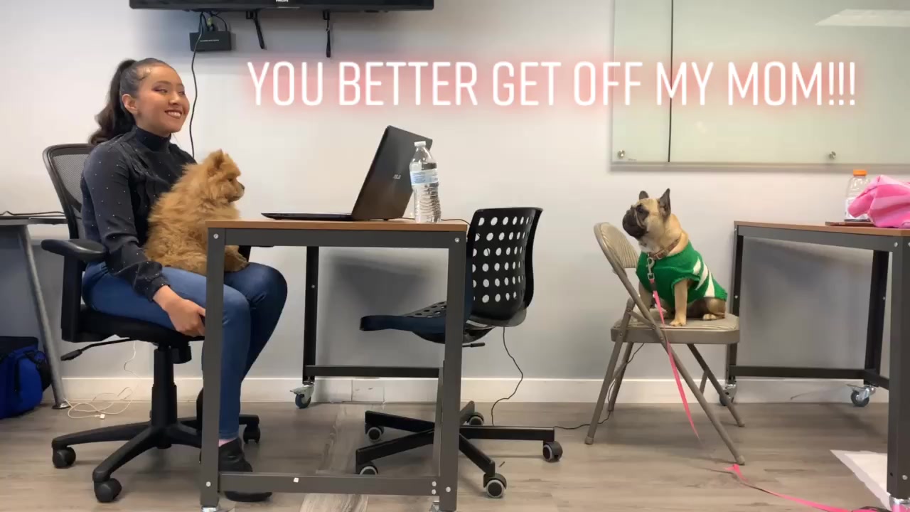 @chowsandpals