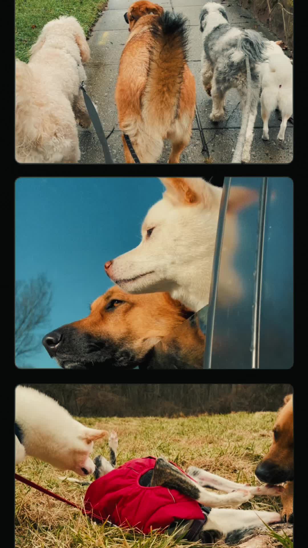 @Raised by Wolves