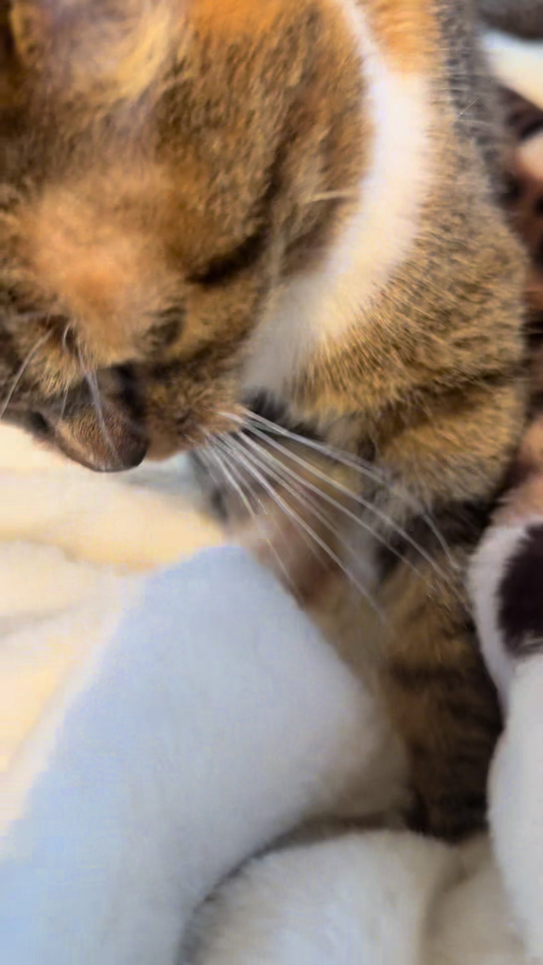 @mitmitcats