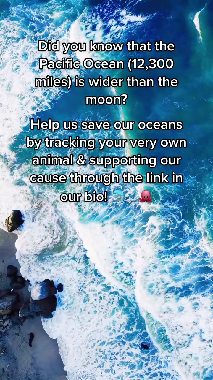 @Ocean Project