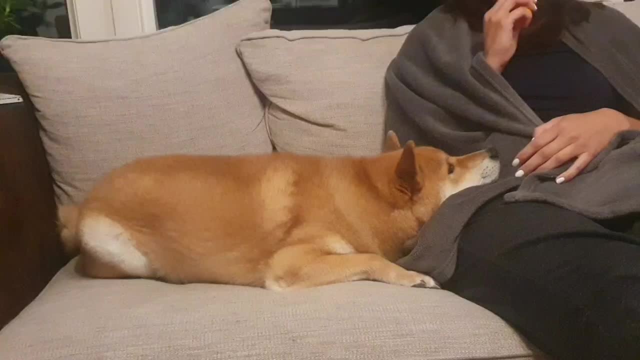 @yoshi.doggyhood