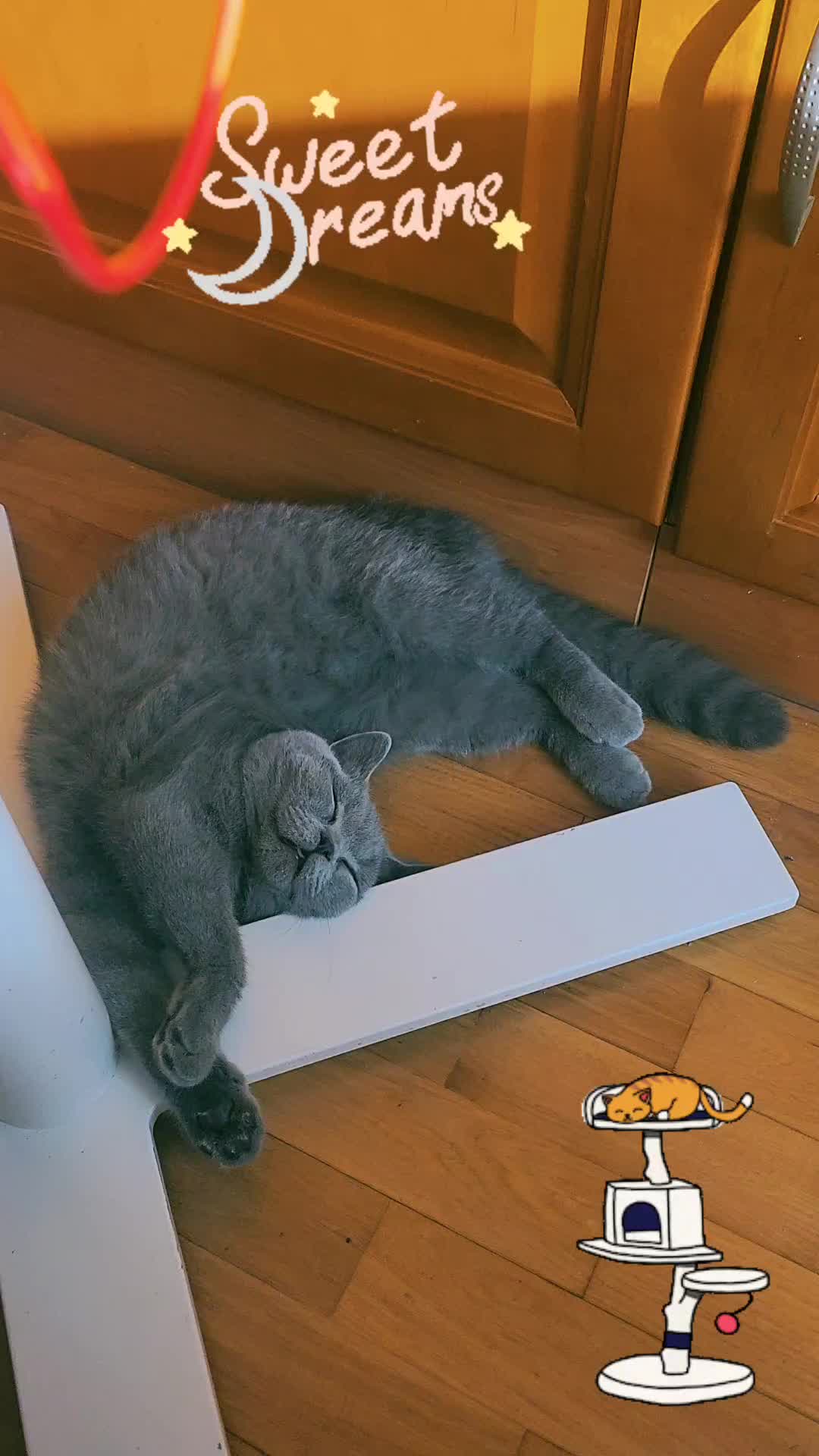 @bluemoonthecat