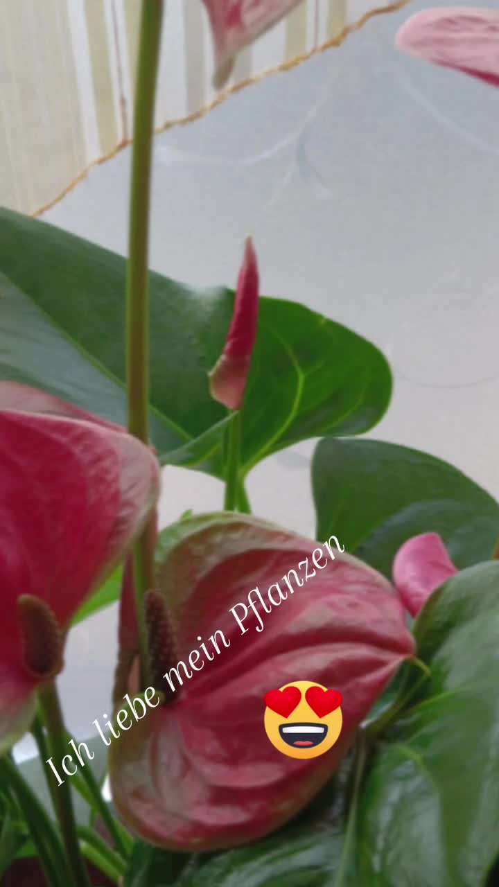 @hexi12🫐🦋Nani 🦋🫐