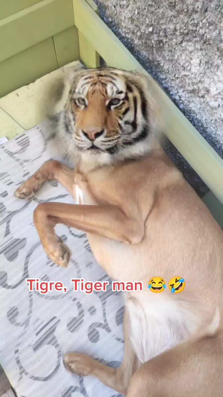 @Evelina 🤣comicità🤣