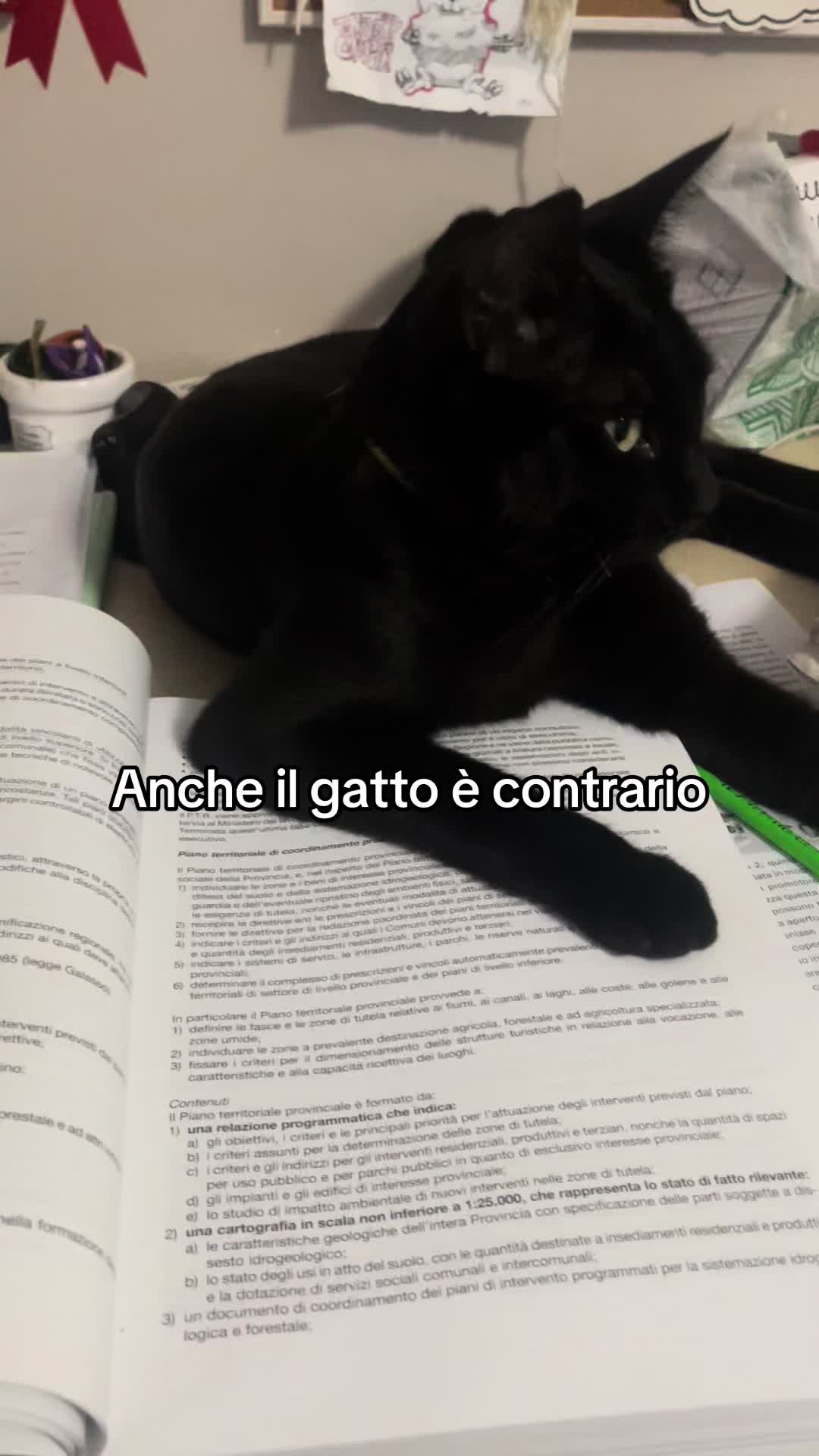 @Annie Citarella