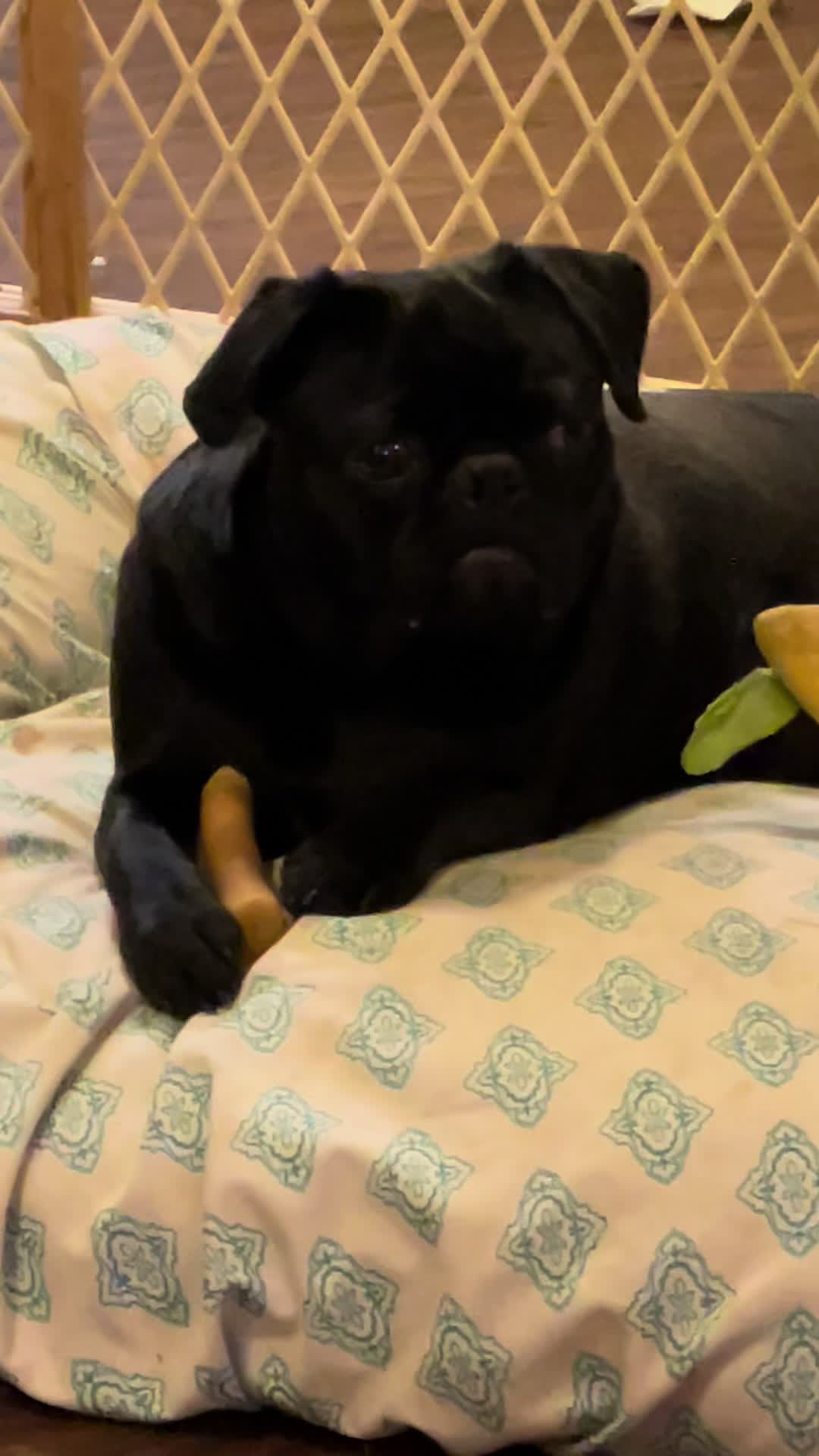 @Rigatoni the Pug
