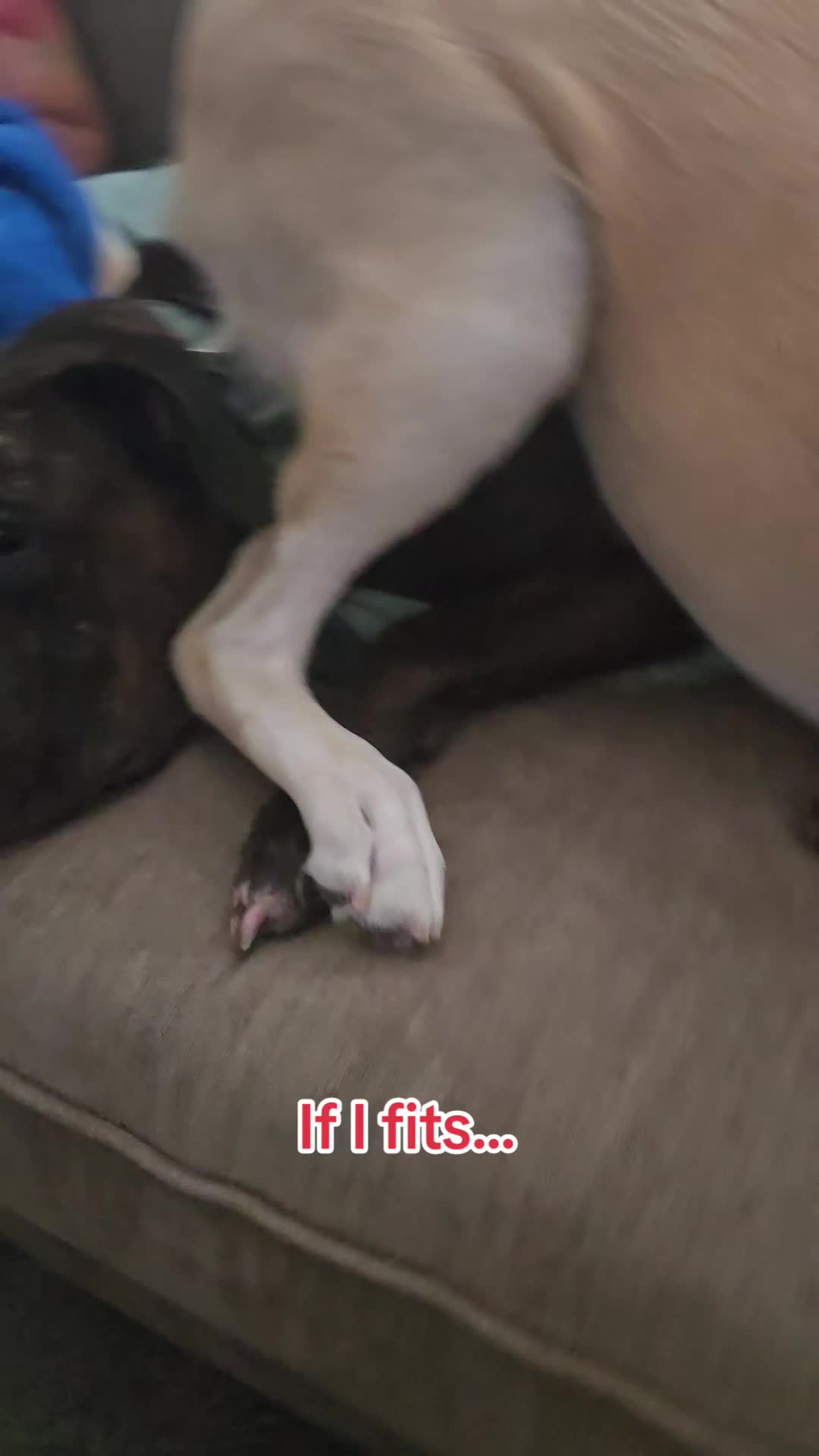 @Bella the Pup