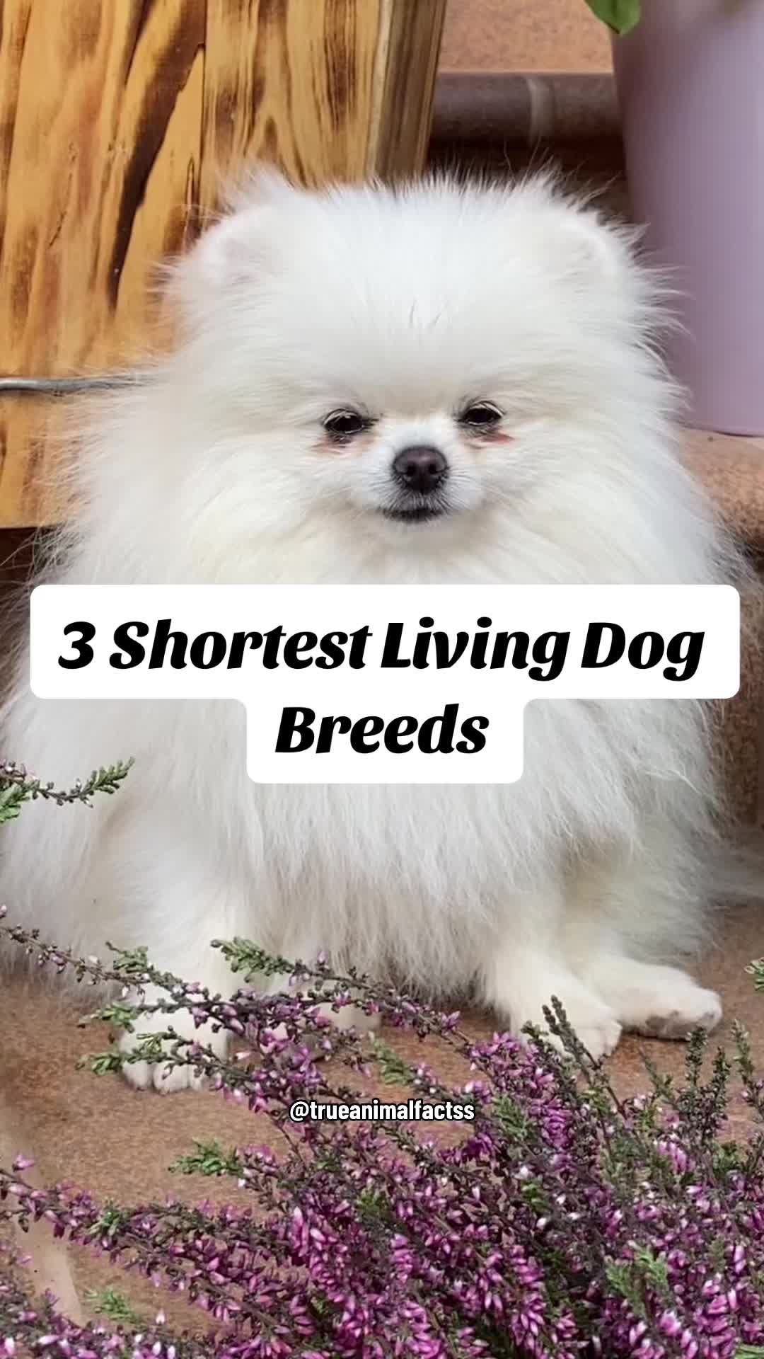 @trueanimalfactss