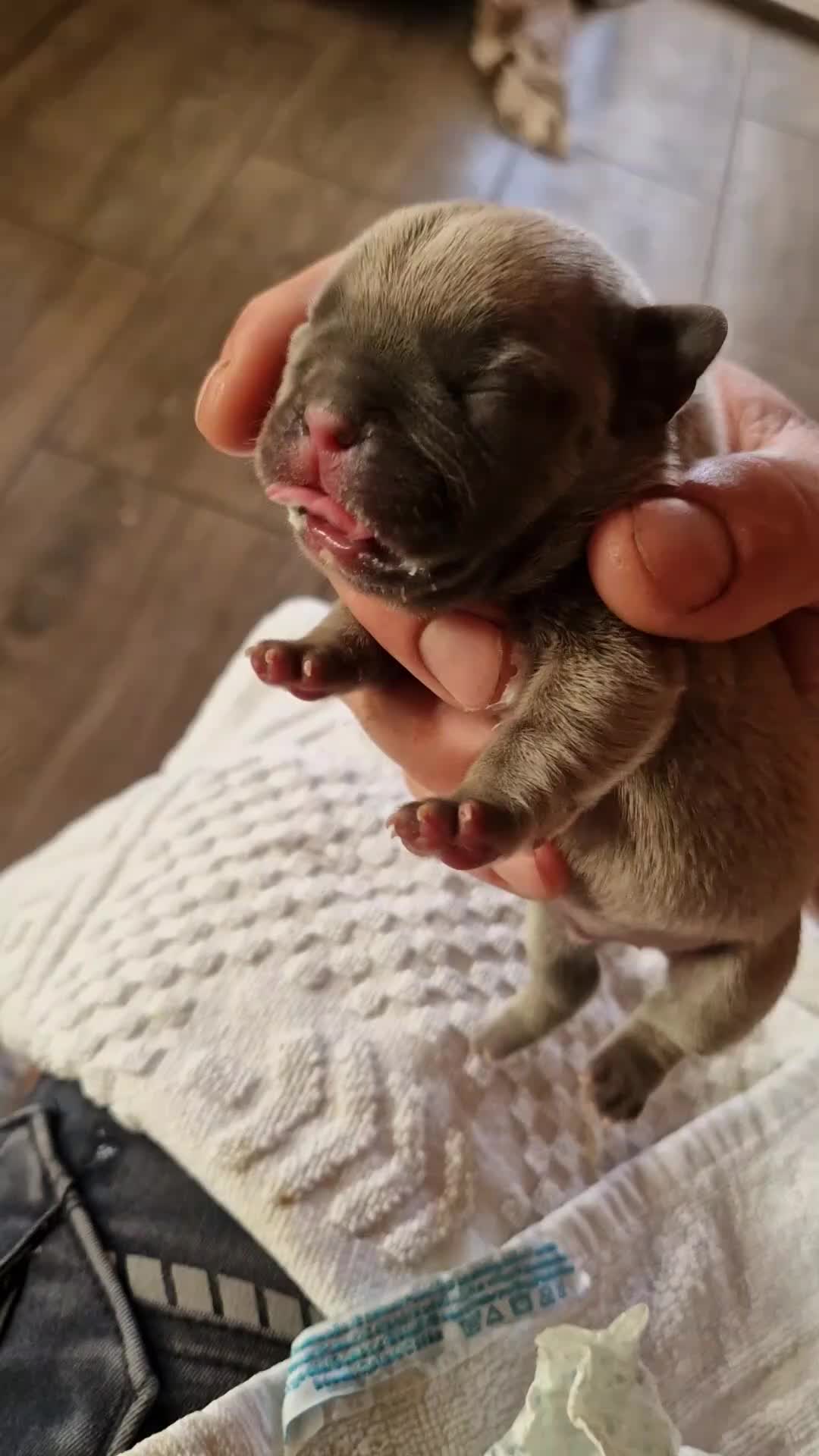 @Nomad_Warrior_Kennel