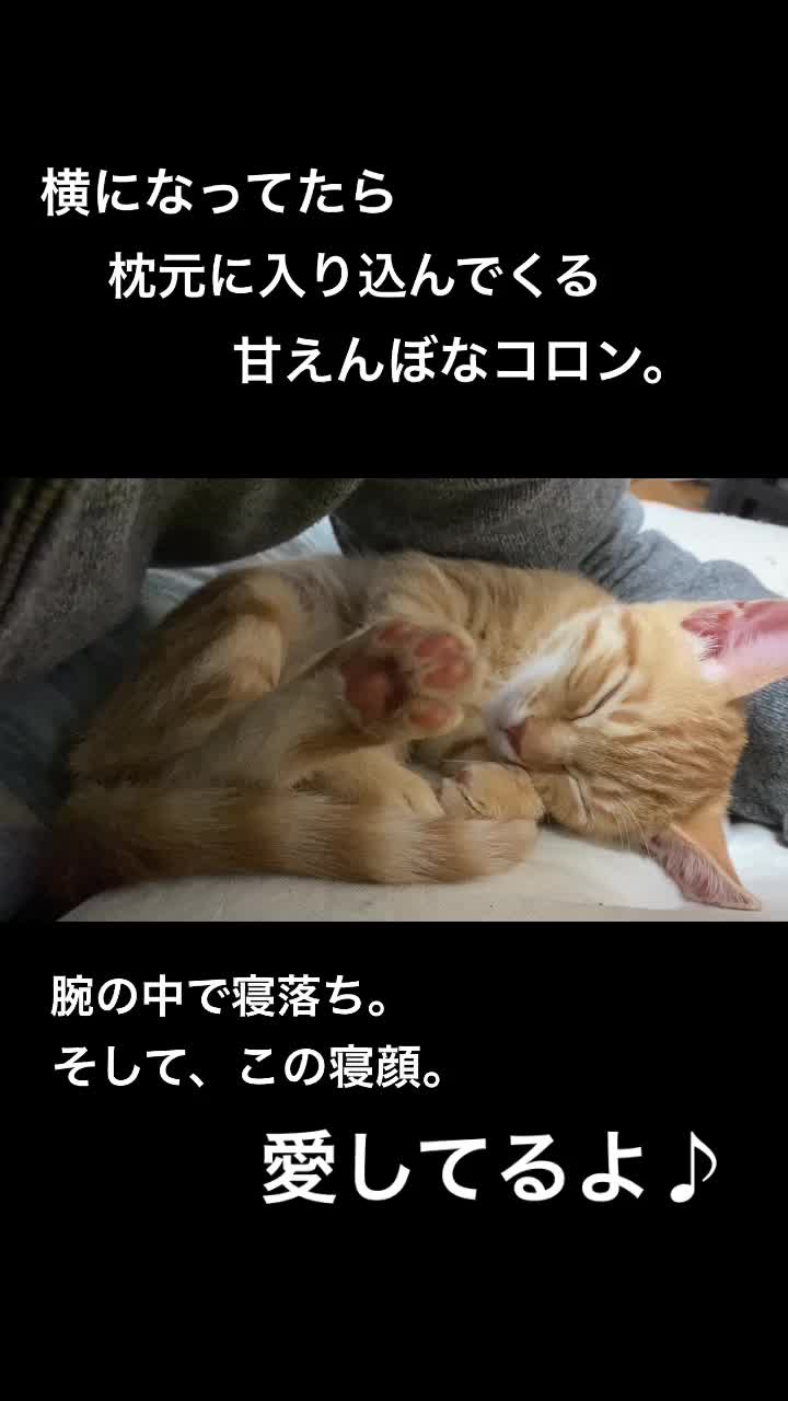 @Toomo-cats🐈