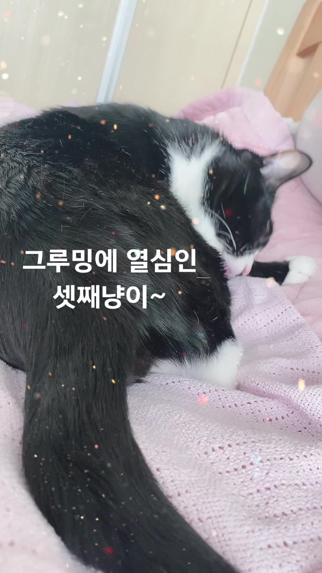 @lifewithkitty