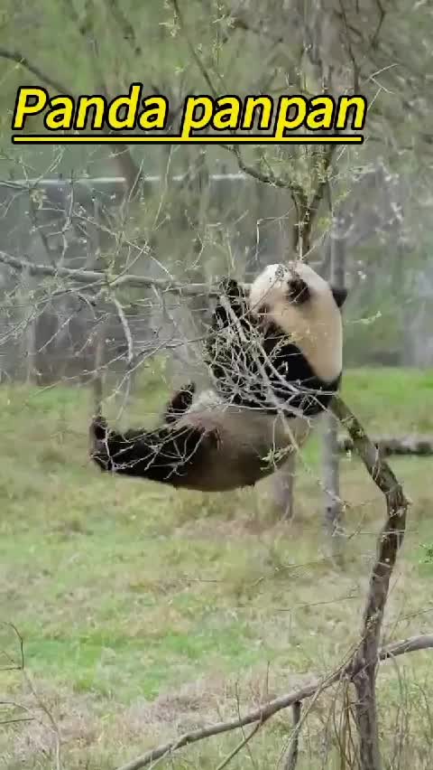 @Many pandas