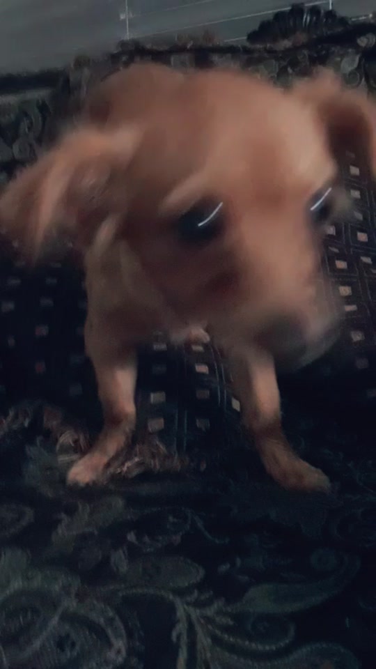 @BJpets