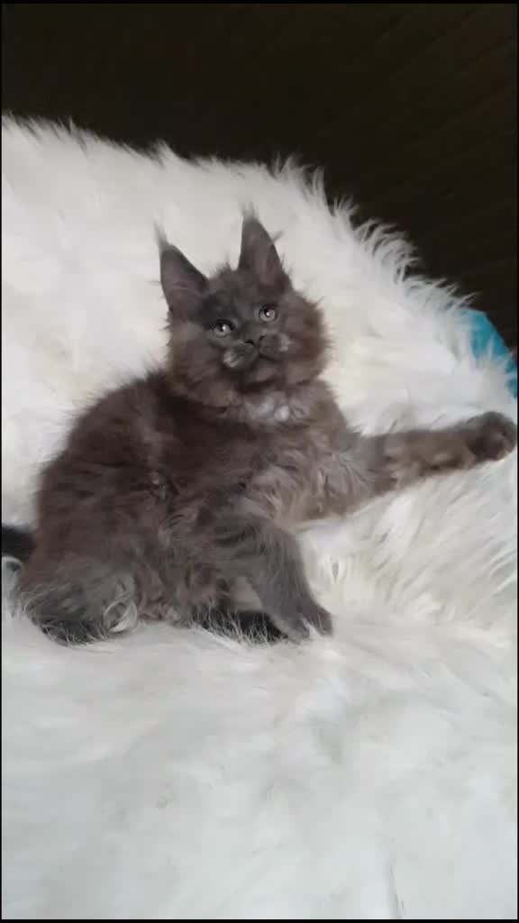 @Maine coon kitten