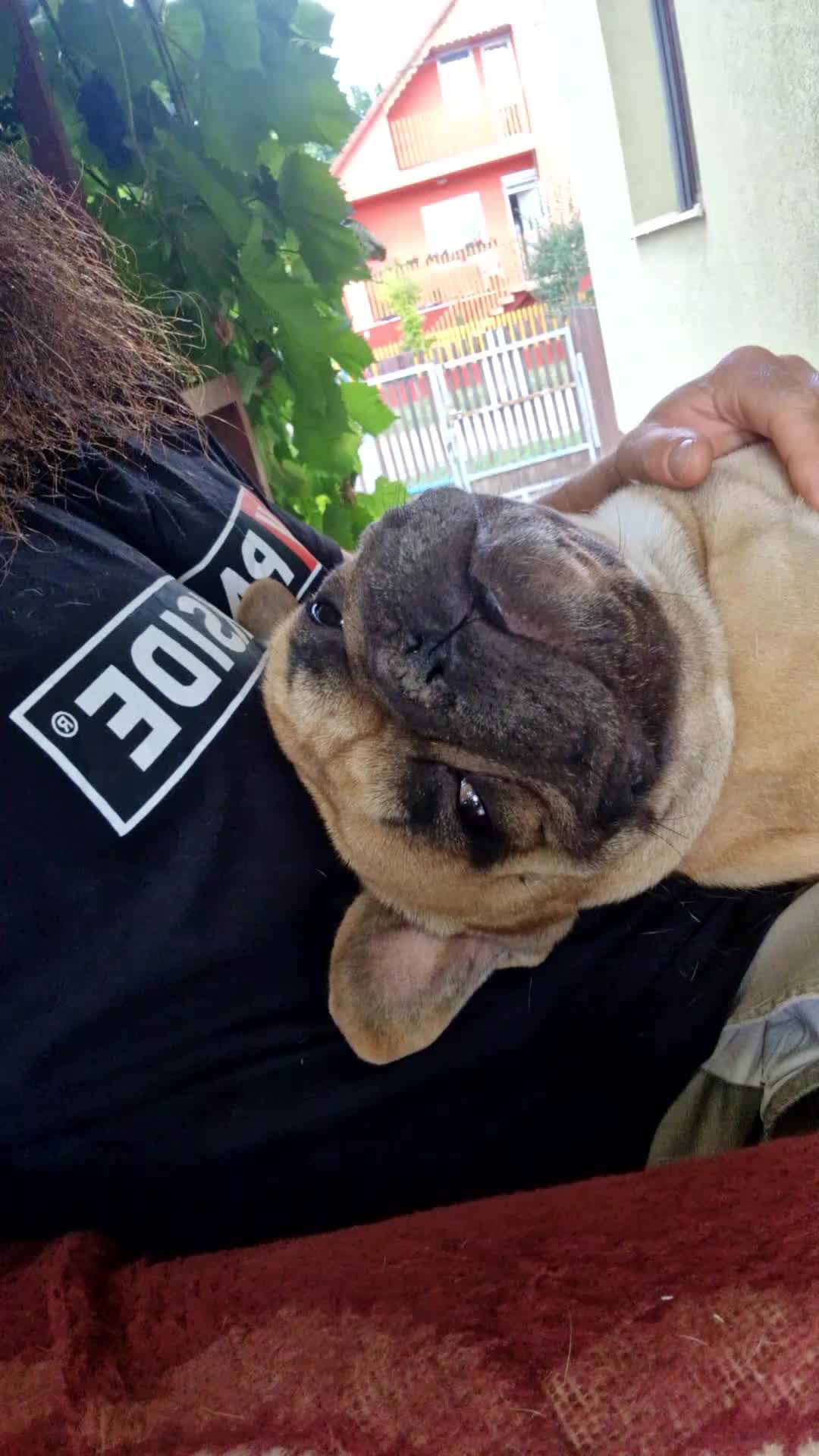@Nomad_Warrior_Kennel