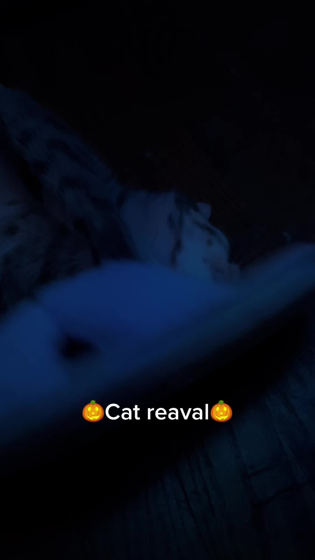 @Spookyhouse_・