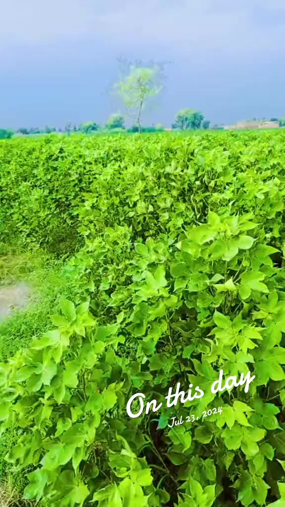 @ڏاڏوGulzar ali rajper