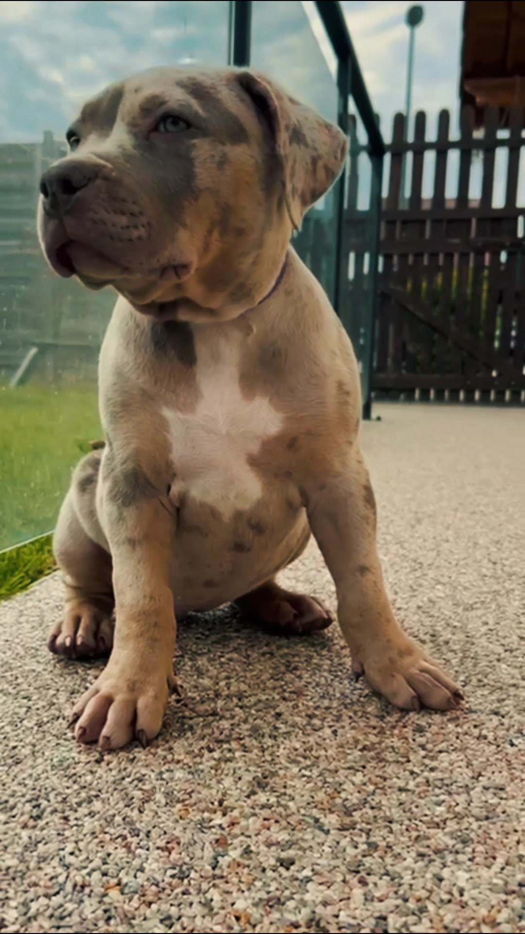 @ShadowBullyXXL