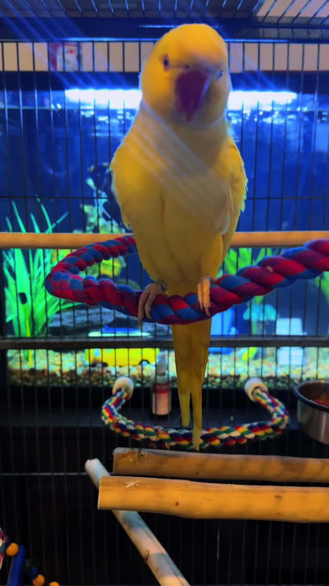 @Tweety the Ringneck