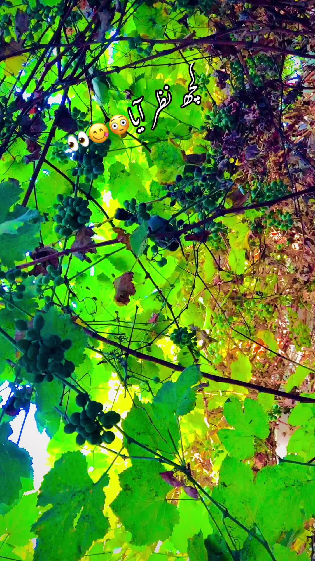 @پنجاب☘️🎋🌿