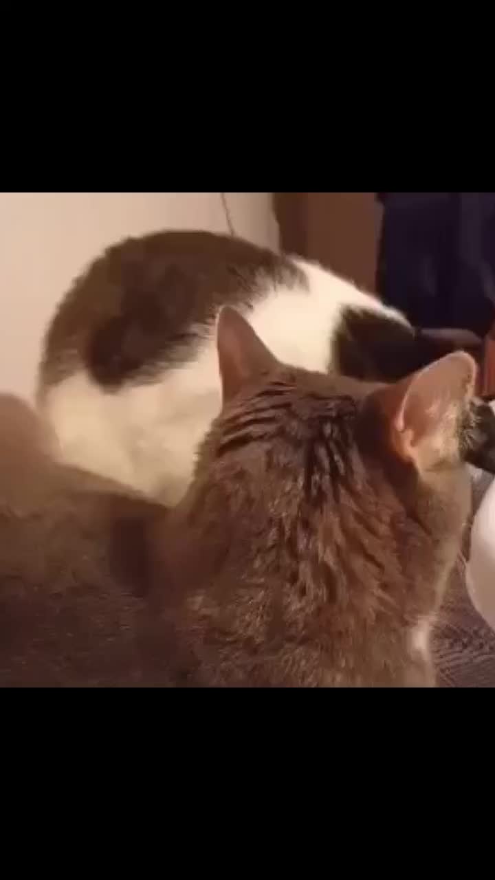 @𝒪𝓳𝓮𝓭𝓪𝓻𝓲𝓸