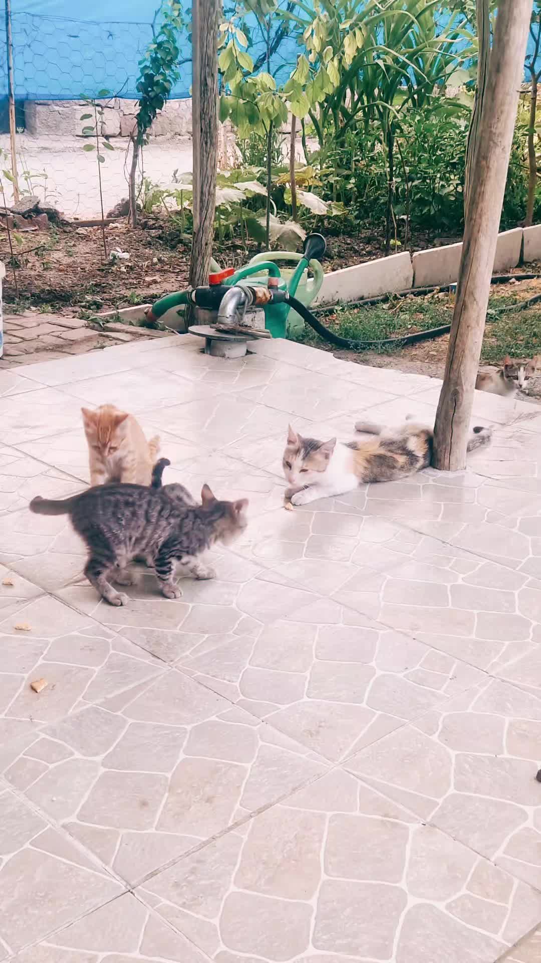 @Mehtap Emin Dursun