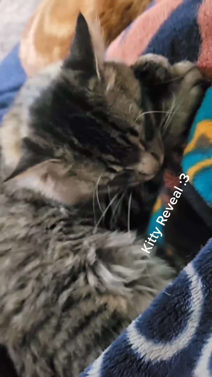 @Ally_Wolfy666