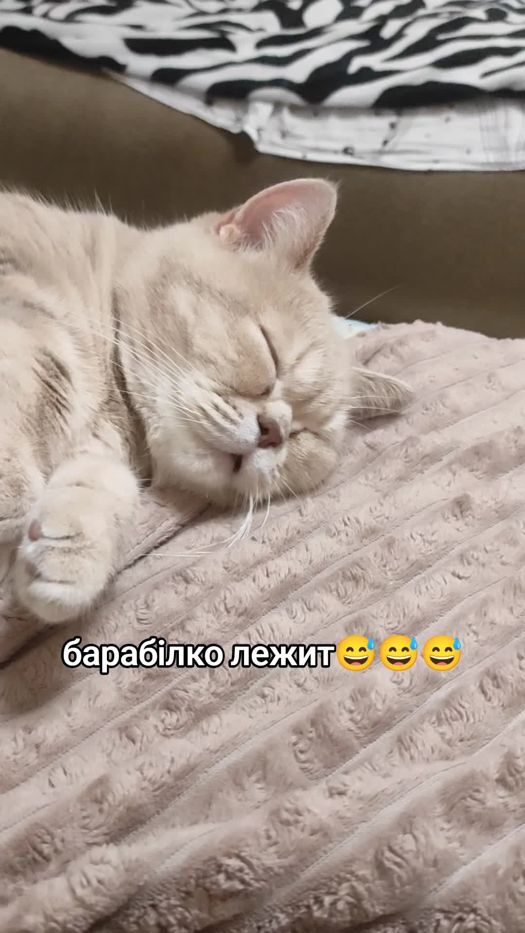 @pлюsha