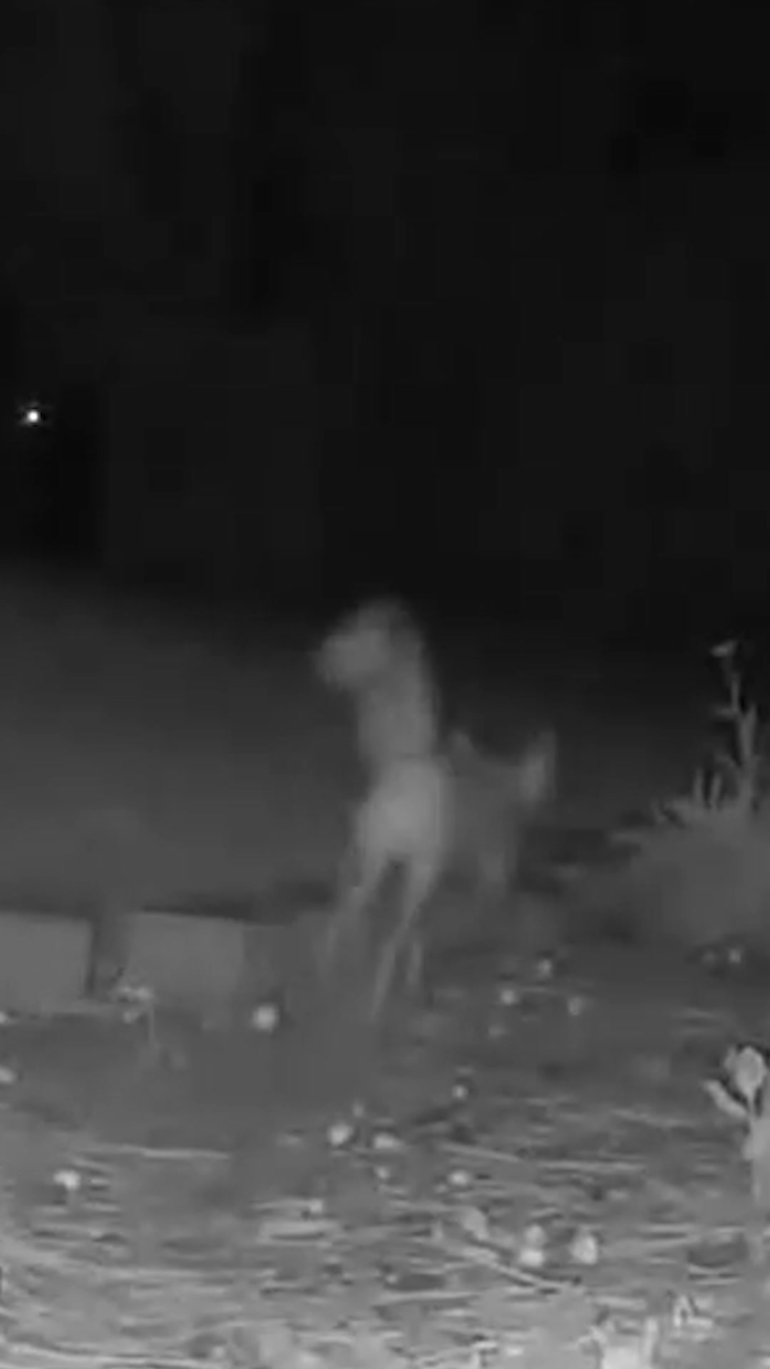 @F🦊XSEE👀Footage🎞️