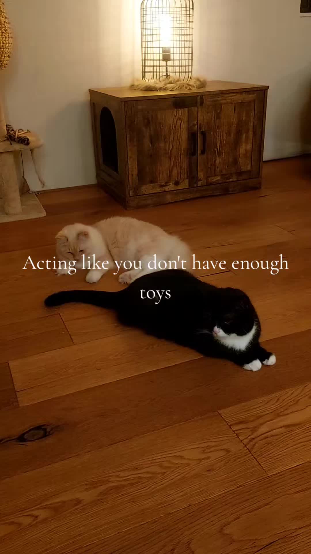 @Curly Bean