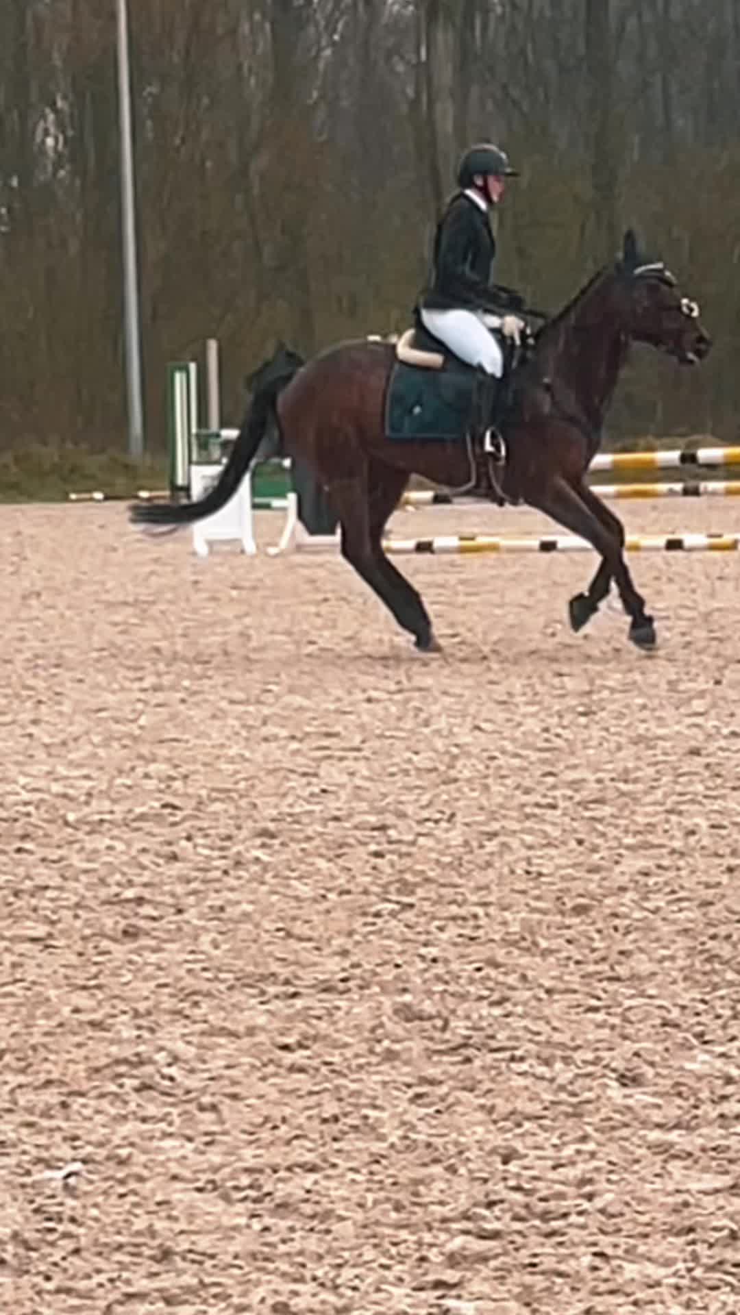 @Jumping Ponies 🔛🔝