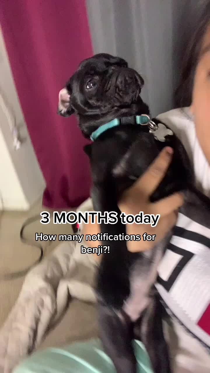 @Benji The Pug