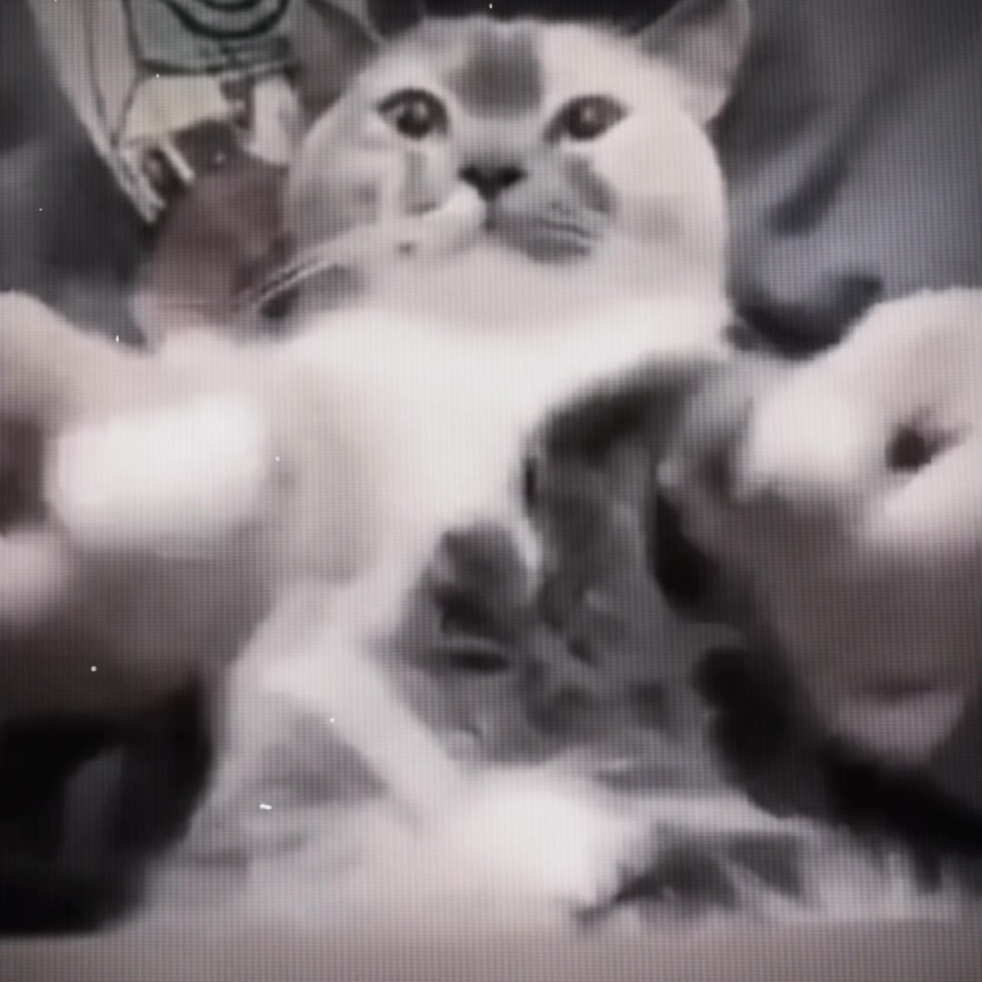 @Buffcat