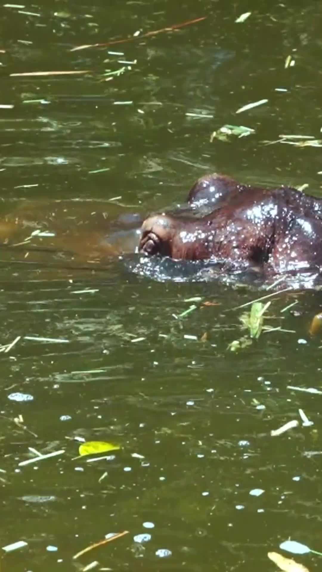 @factsanimal0