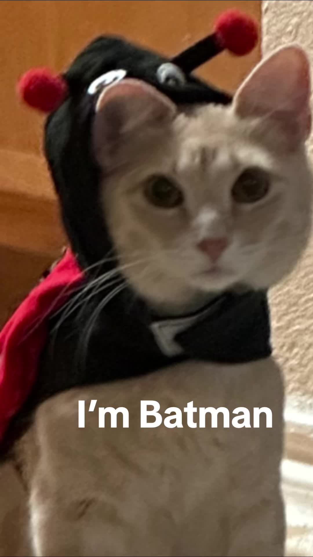 @roti_the_cat