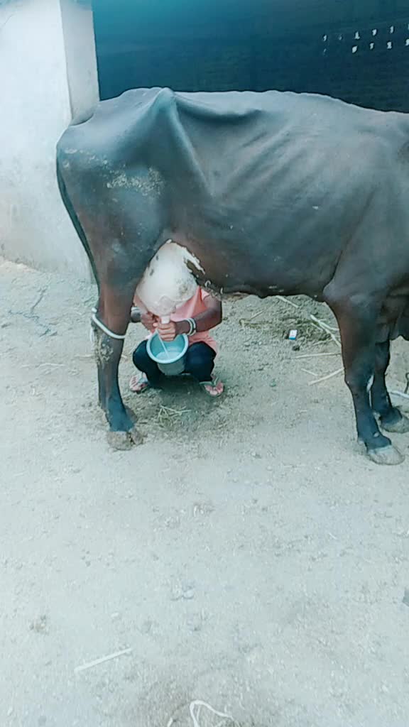 @💖_ઘાયલ_💞ગોવાળીયો🥰